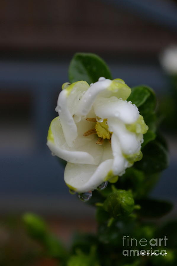 Gardenia Raindrops Photograph