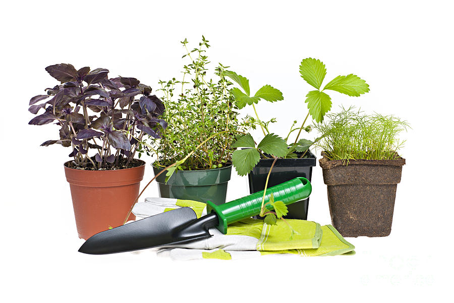 Tool Photograph - Gardening tools and plants 2 by Elena Elisseeva