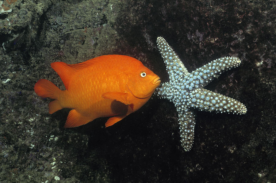 Garibaldi And Starfish Sea Of Cortez Photograph by Flip Nicklin