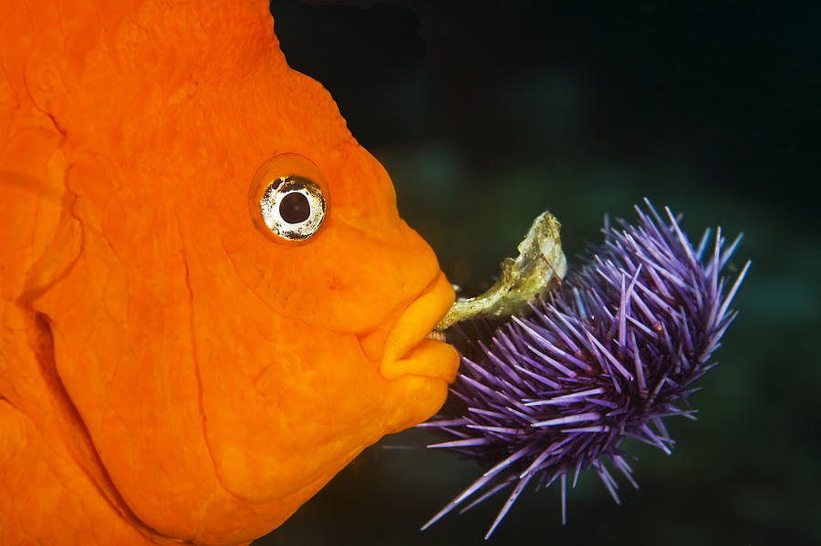 Fish Photograph - Garibaldi Damselfish by Mike Raabe