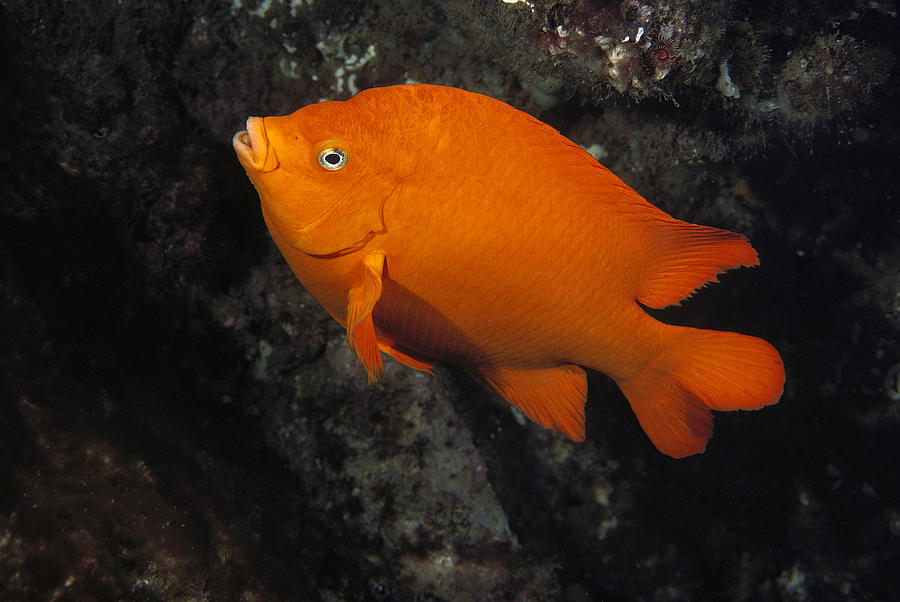 Garibaldi Swimming Channel Islands Photograph by Flip Nicklin
