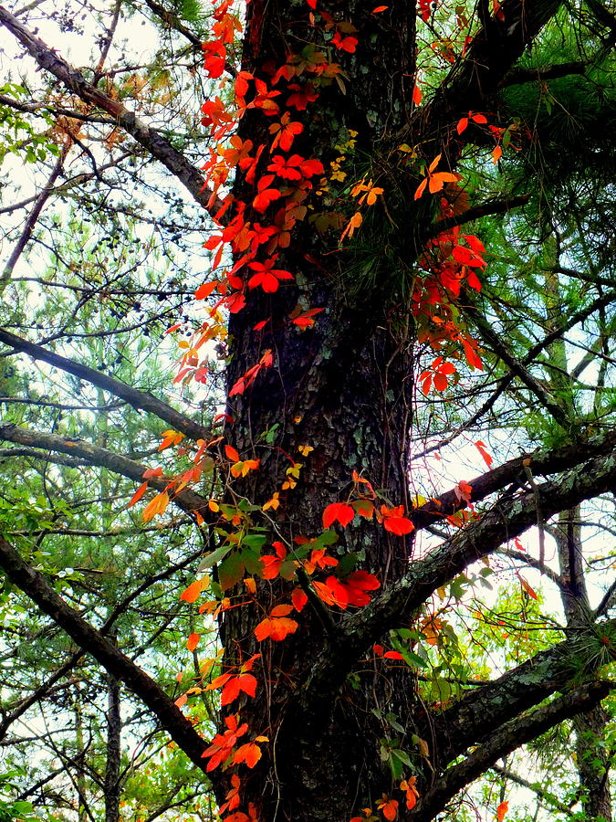 Fall Photograph - Garland of Autumn by Karen Wiles