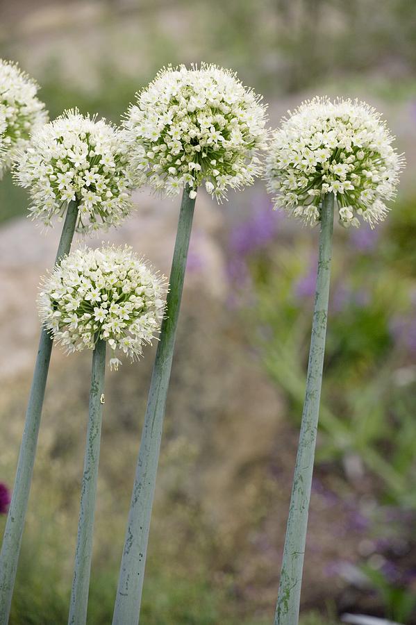 Flower Photograph - Garlic Flowers (allium Pskemense). by Bob Gibbons