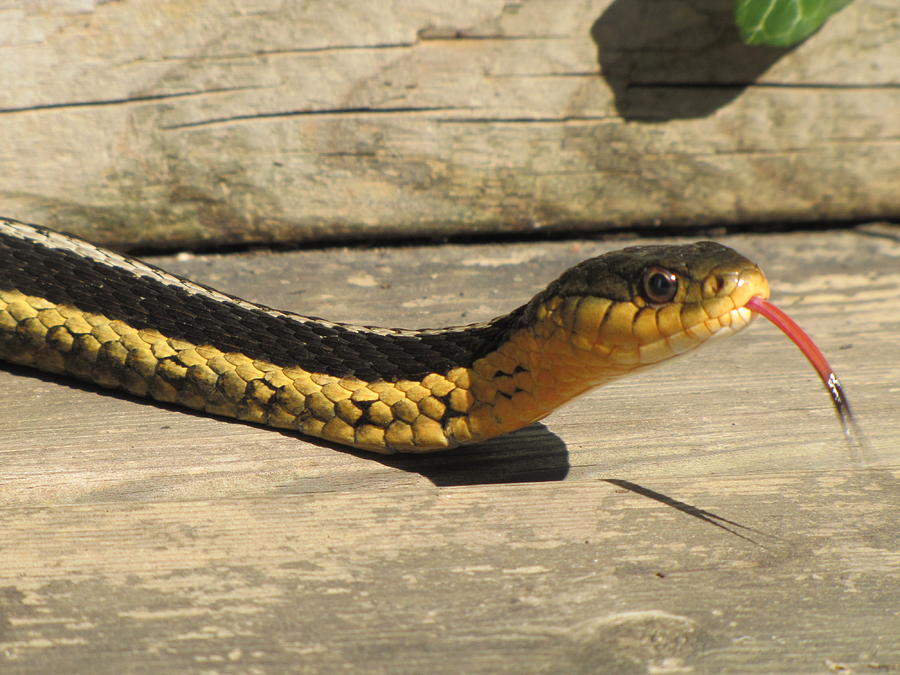Garter Snake Photograph by Maciek Froncisz