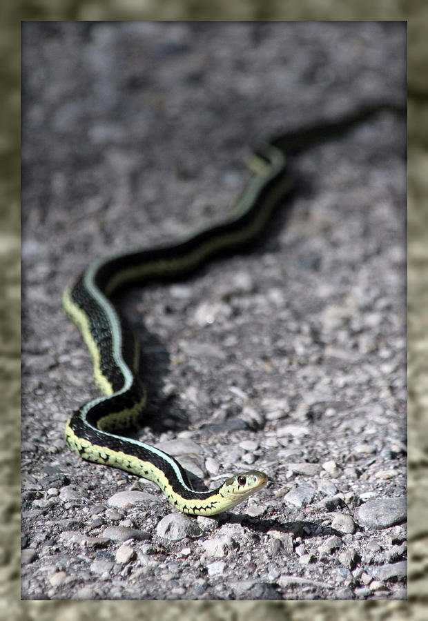 Snake Photograph - Garter Snake  by Mark J Seefeldt