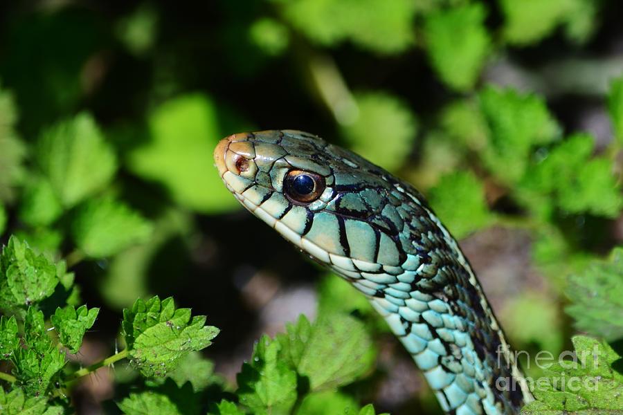 Garter Snake Profile Photograph by Lynda Dawson-Youngclaus
