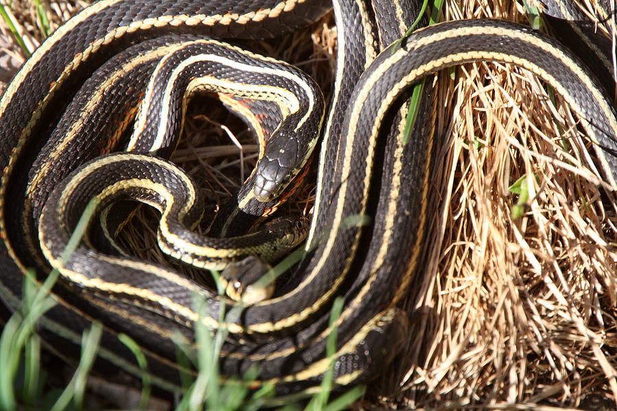 Garter Snakes mating Digital Art by Mark Duffy - Pixels