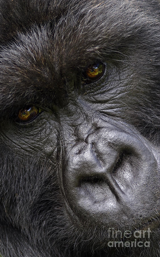 Garunda the Gorilla - Rwanda Photograph by Craig Lovell