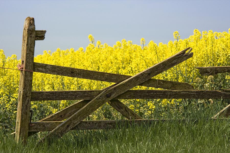 Flower Photograph - Gate Next To A Canola Field, Yorkshire by John Short