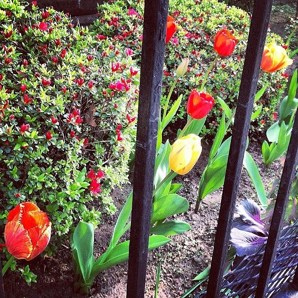 Spring Photograph - Gated Beauties. #tulips #flowers by Mariama Rafetna