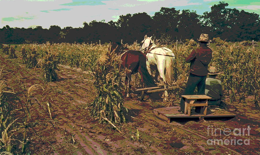 Gathering Corn in the Field Photograph by Padre Art