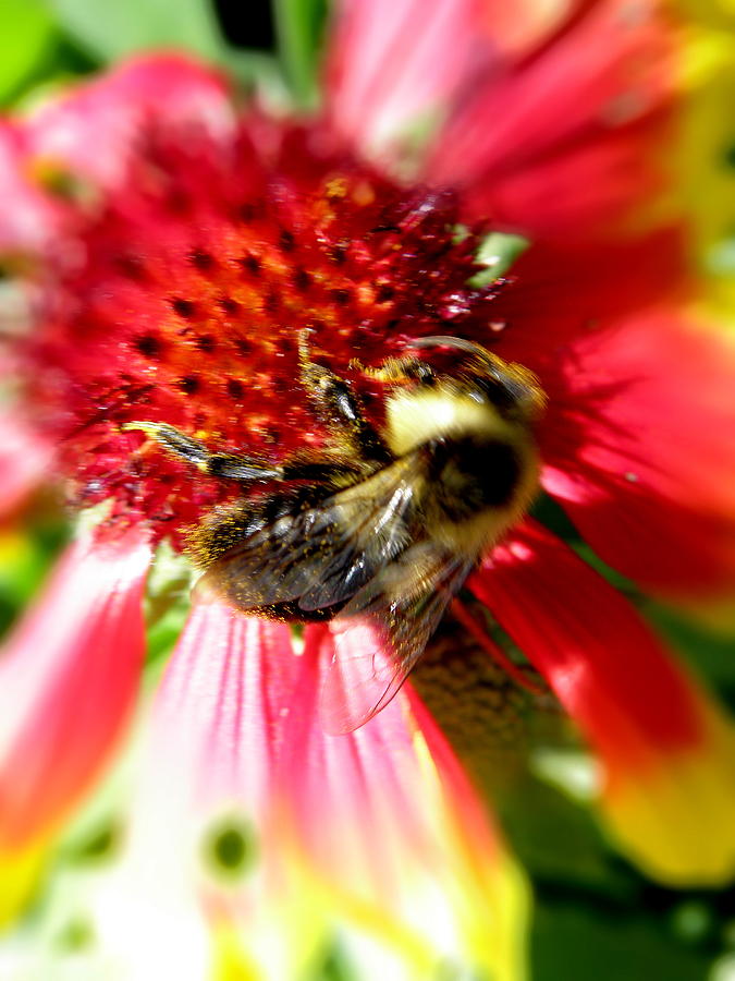 Gathering Nectar Photograph by Kim Galluzzo