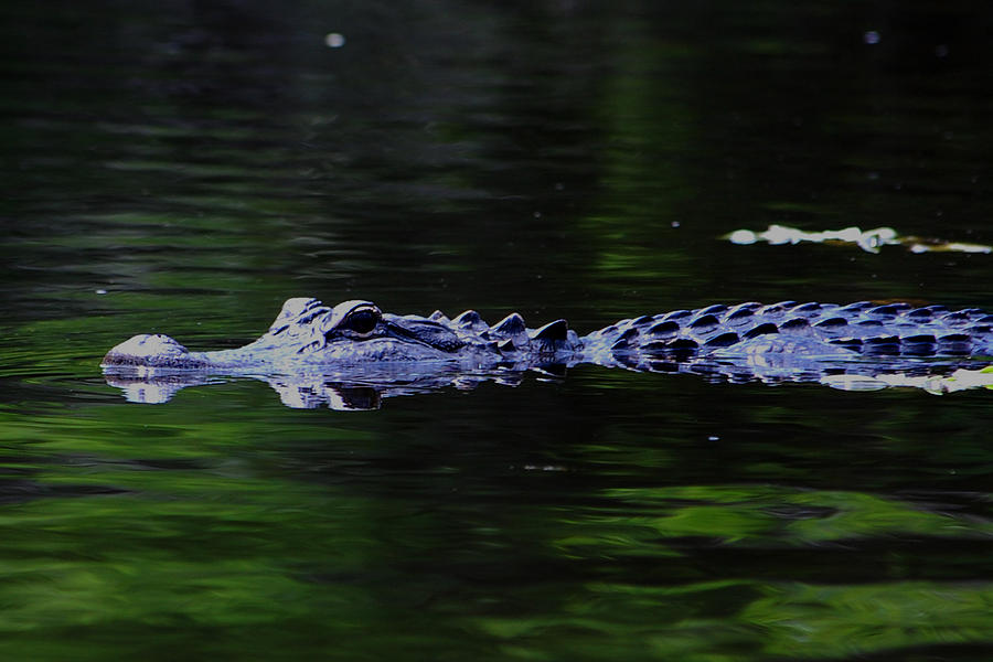 Alligator Photograph - Gator Watching by Ama Arnesen