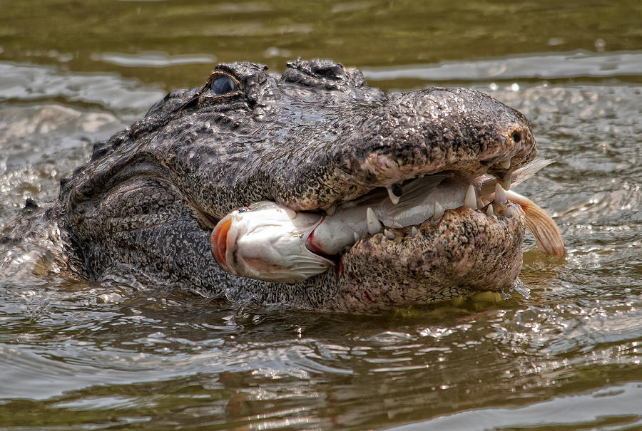 Gator with Fish Photograph by Wade Aiken