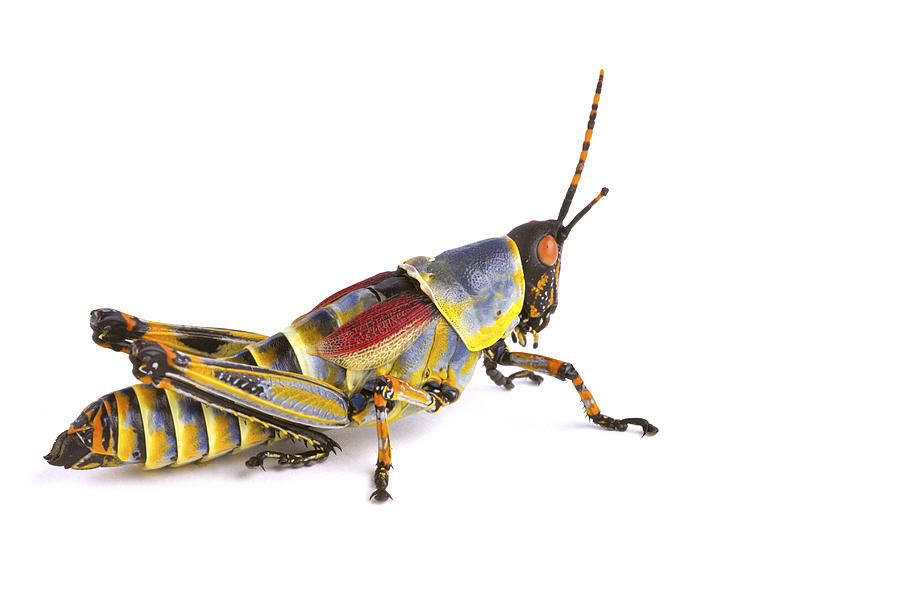 Gaudy Grasshopper Silaka Nature Reserve Photograph by Piotr Naskrecki