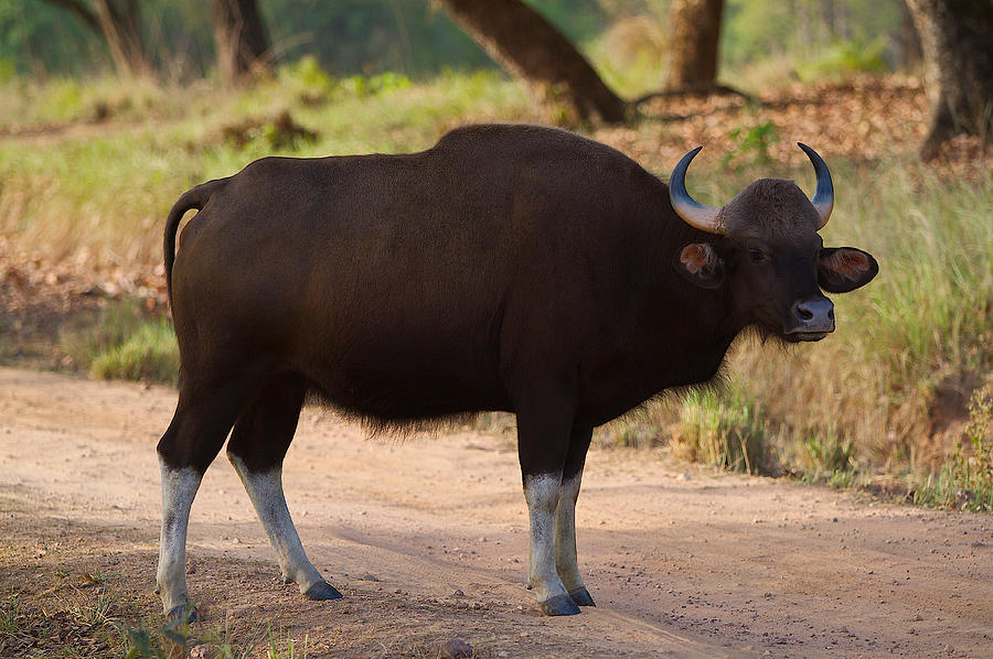 Gaur - Largest Of The Wild Ox Photograph by Wild Places Of India