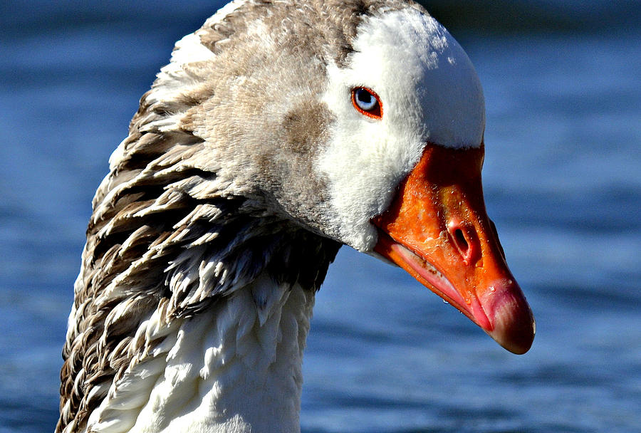 Gawking Goose Photograph by Fraida Gutovich