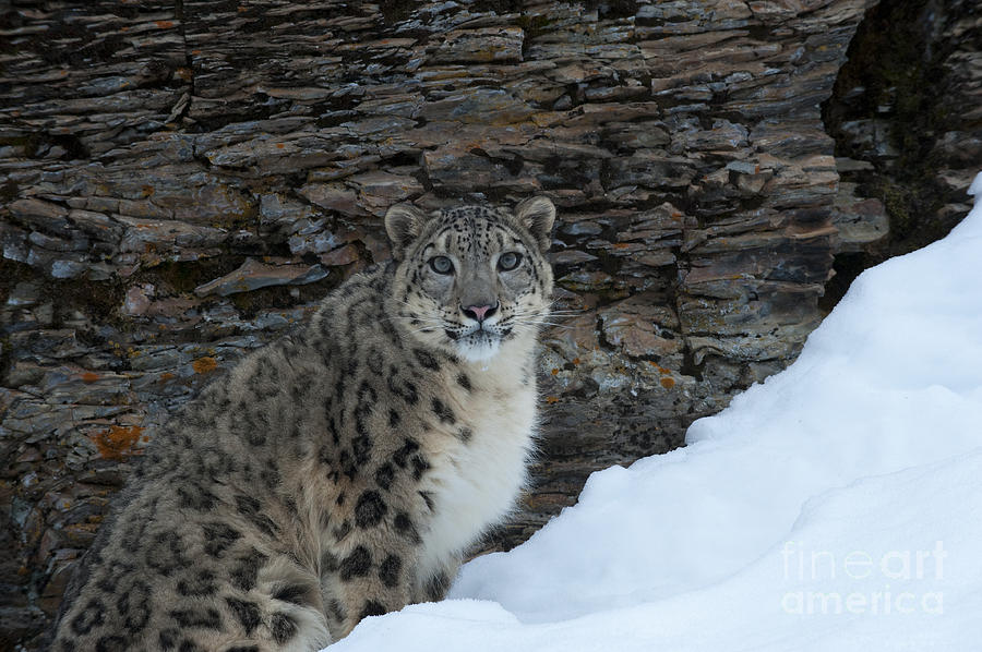 Wildlife Photograph - Gaze of the Snow Leopard by Sandra Bronstein