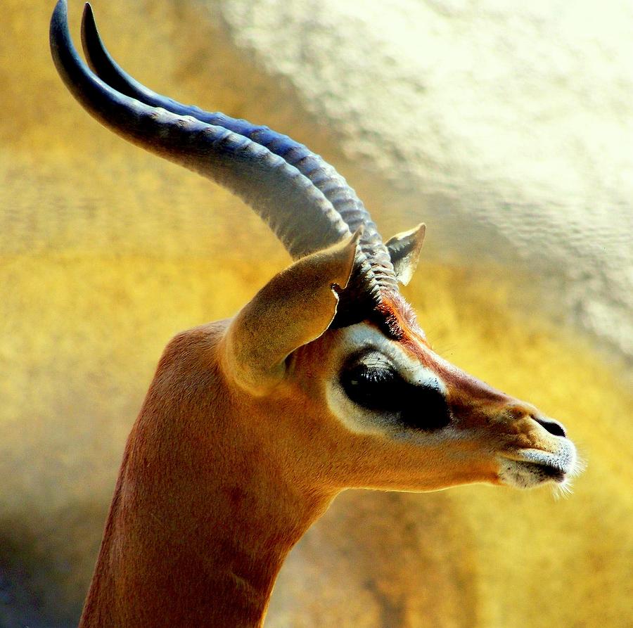 Gazelle Photograph by Karen Wiles