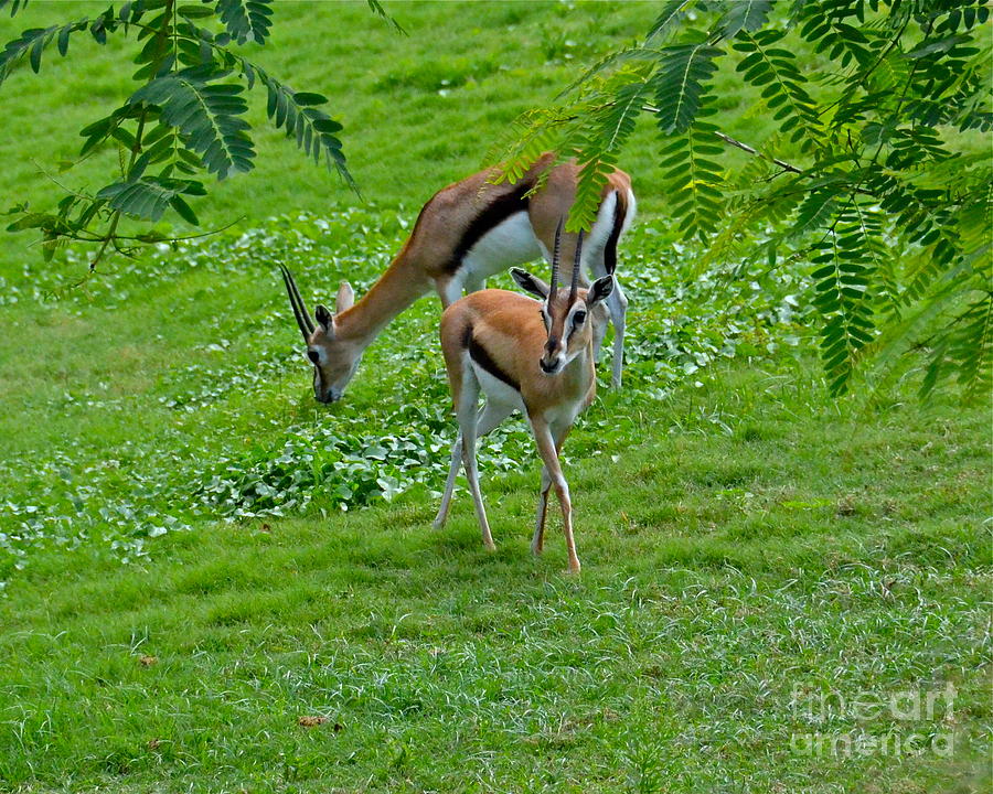 Gazelles Photograph by Carol  Bradley