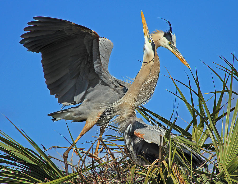 Great Blue Heron courtship display Photograph by Larry Nieland