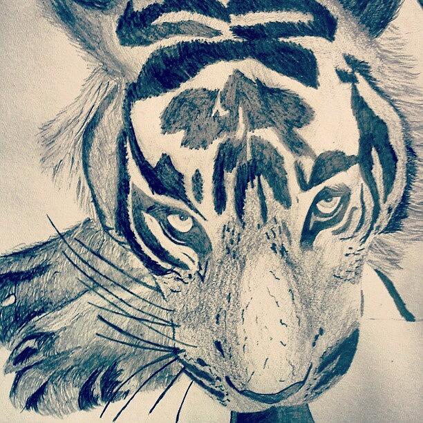 Nature Photograph - #gcse #art #drawing #tiger #sketch by Hayden Walsh