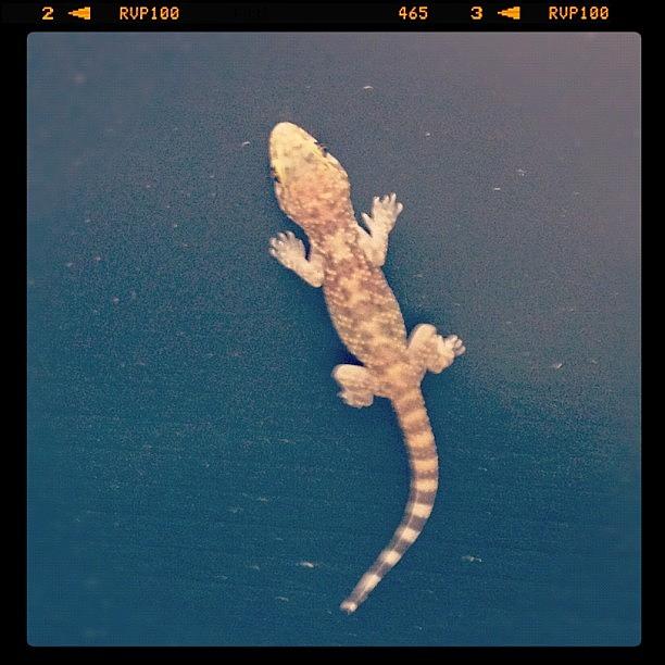 Gecko :) Photograph by Dana Coplin
