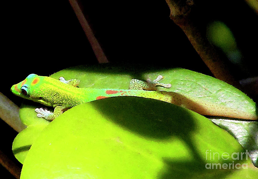 Gecko - Green on Green Photograph by Bette Phelan