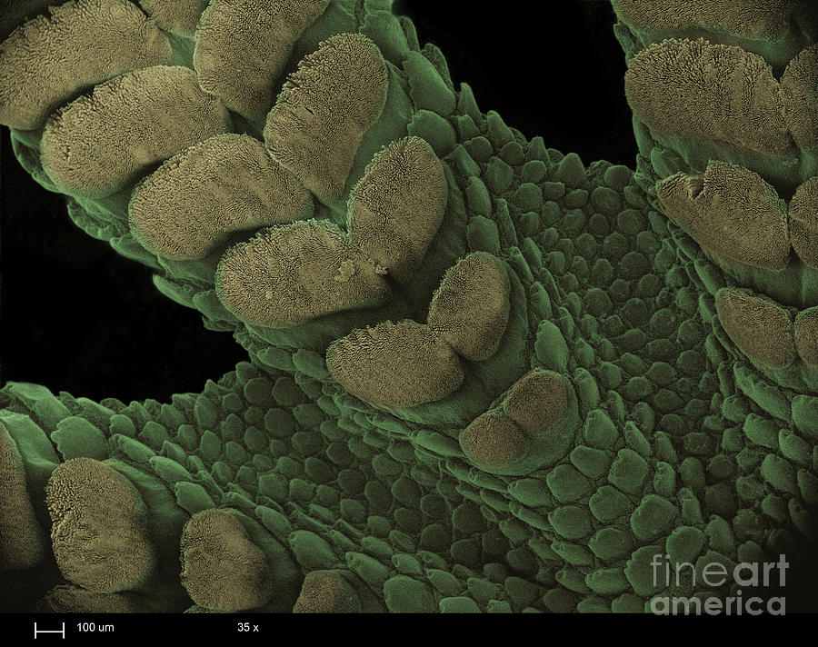 Gecko Foot Pads Photograph by Ted Kinsman