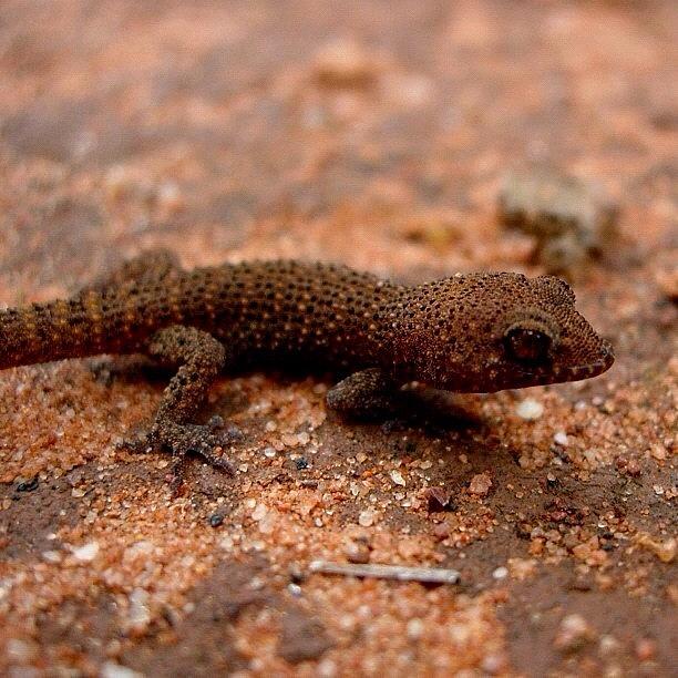 Nature Photograph - Gecko I Think It Is Sorta 😁 by Daniel Jongue