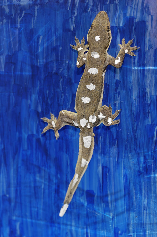 University Of California Photograph - Gecko Locomotion Study by Volker Steger