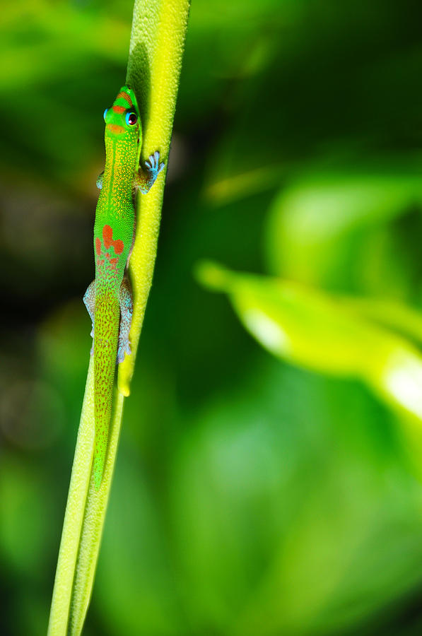 Gecko On A Stick Photograph by Brian Bonham
