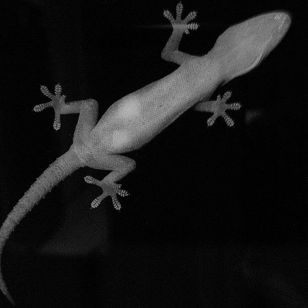 Baw Photograph - Gecko On A Window 2 by Cameron Bentley
