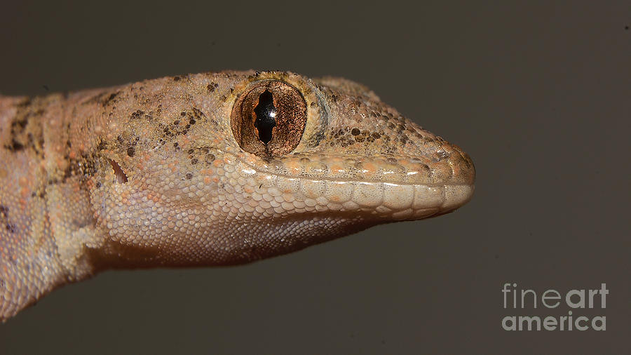 Gecko Portrait Photograph by Mareko Marciniak