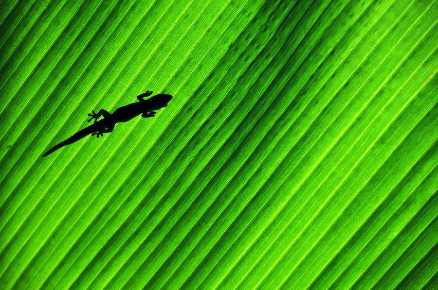 Gecko Silhouette Photograph by Brian Bonham