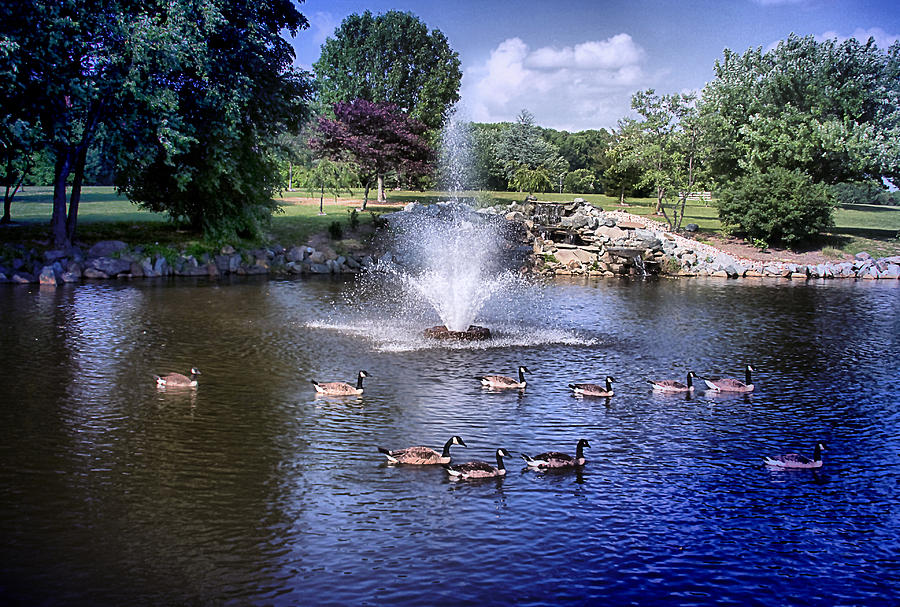 Geese a Swimming Photograph by Trudy Wilkerson