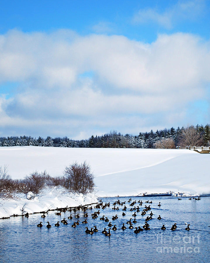 Geese After the Snow Photograph by Lila Fisher-Wenzel