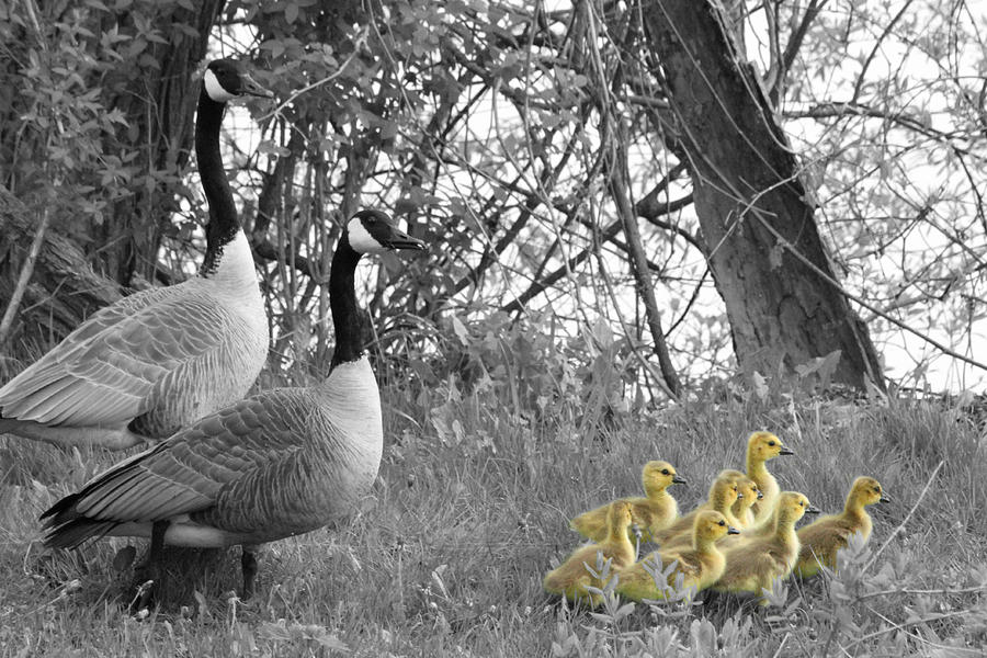 Goose Photograph - Geese and Goslings in Select Color by Mark J Seefeldt