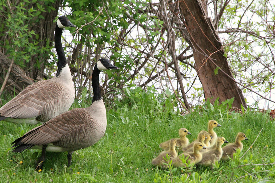 Geese and Goslings Photograph by Mark J Seefeldt
