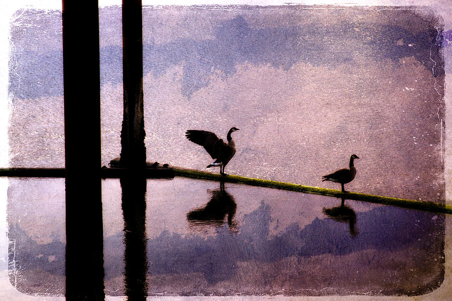 Bird Photograph - Geese at Dawn by Carol Leigh