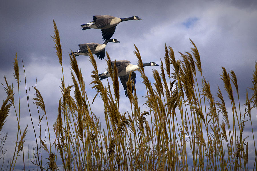 Nature Photograph - Geese coming in for a landing by Randall Nyhof