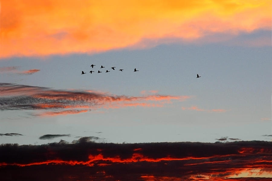 Geese in flight at sunset Photograph by Rick Wicker