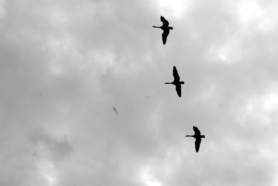 Geese in Flight Photograph by Joe Faherty