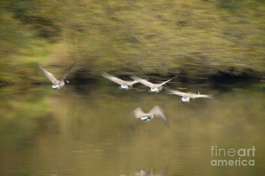 Geese in Flight Photograph by Larry Keahey