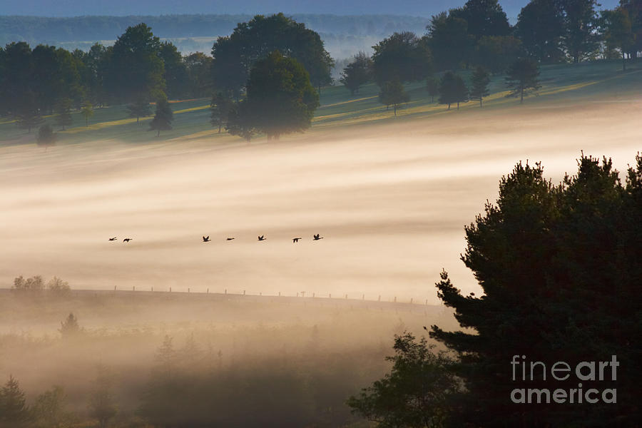 Geese Photograph - Geese in Fog by Susan Isakson