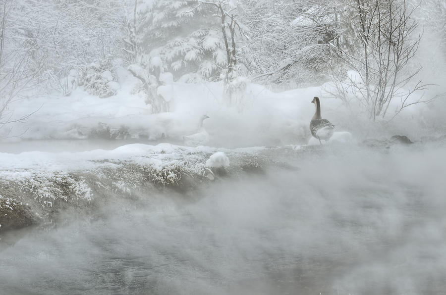 Bird Photograph - Geese in the Hot Springs by Thomas Payer