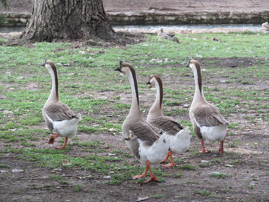 Geese Photograph by Lydia Evans | Fine Art America