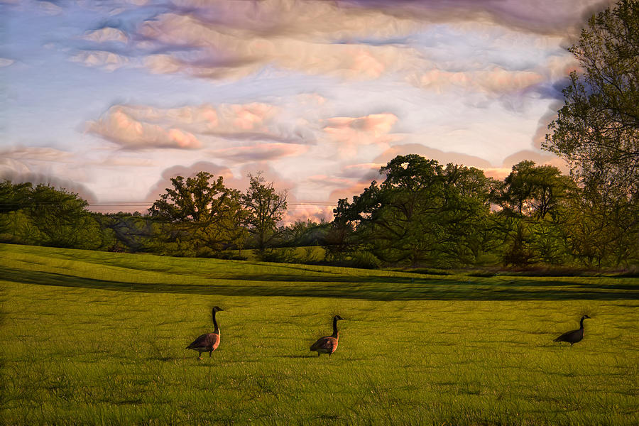 Geese on Painted Green Photograph by Bill and Linda Tiepelman