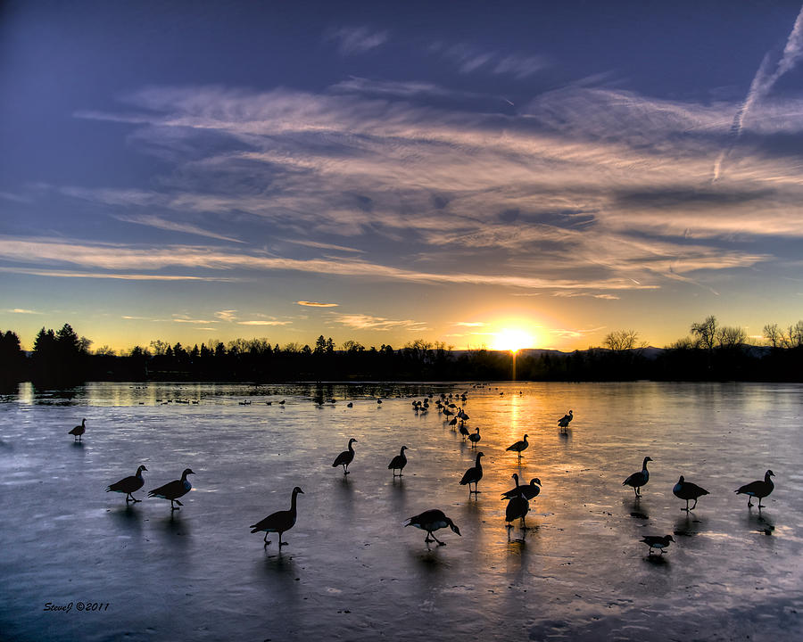 Geese on the Ice Photograph by Stephen Johnson