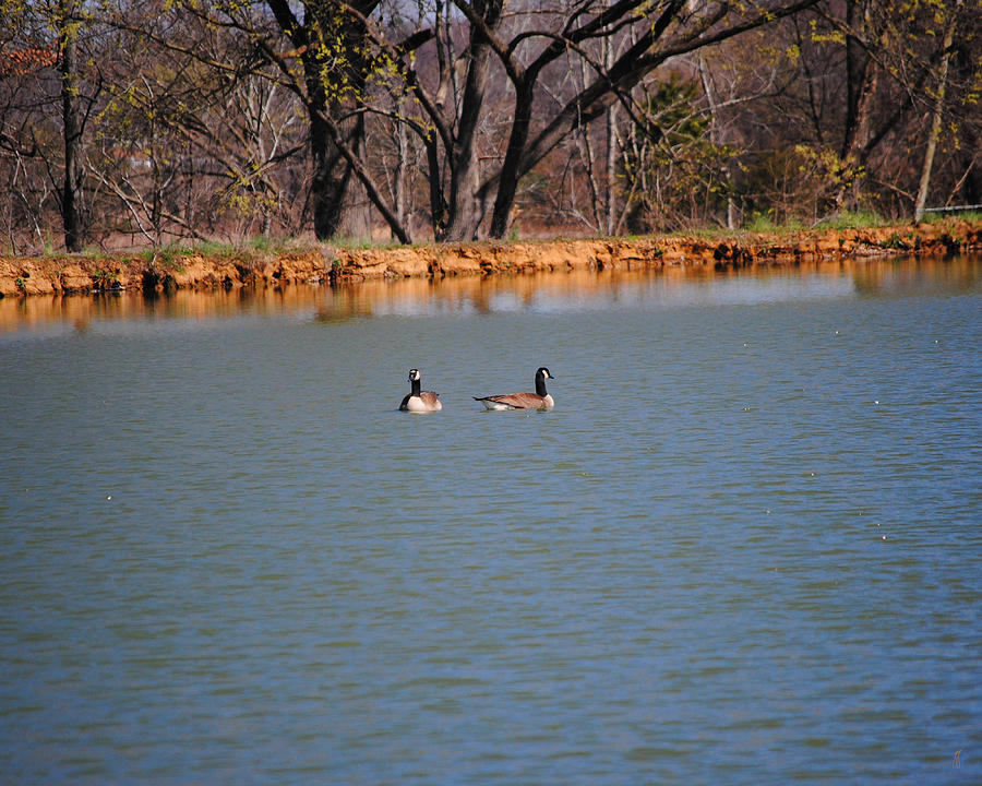 Geese on the Water Photograph by Jai Johnson